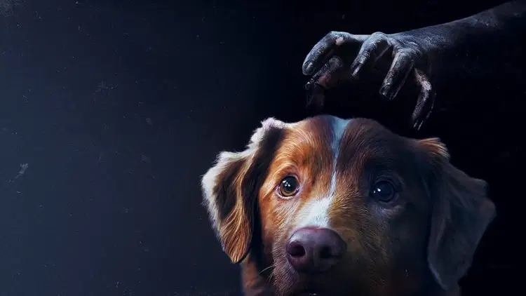 Good boy Cały Film - Vider